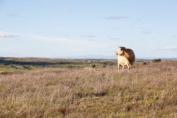 Cow grazing on a meadow