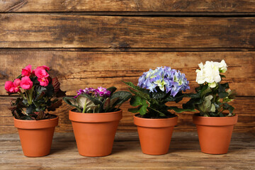Different beautiful blooming plants in flower pots on wooden table