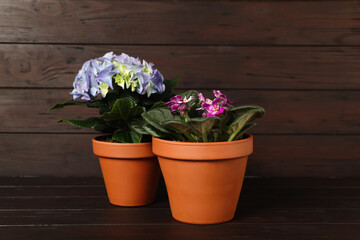 Fototapeta na wymiar Different beautiful blooming plants in flower pots on wooden table