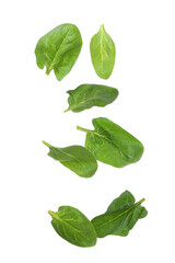 Fresh spinach leaves isolated on white background