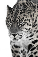 Discolored leopard on a light background is a close-up of the muzzle and part of  body, a confident look