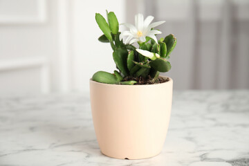 Beautiful blooming Schlumbergera (Christmas or Thanksgiving cactus) in pot on white marble table indoors