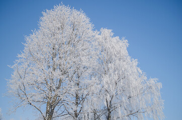 Frost on the trees on a snowy winter day. Skrunda, Latvia.