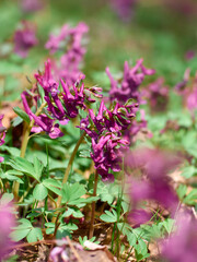 Purple corydalis flowers in forest on early spring