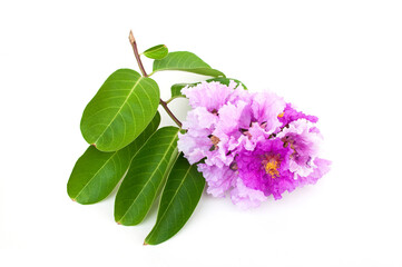 Lagerstroemia speciosa flower isolated on white background.