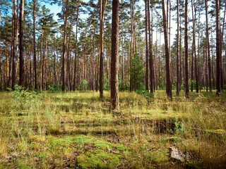 Beautiful landscape of pine forest in summer day.
