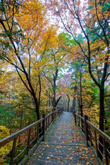 Fototapeta na wymiar The path in the autumn forest. 
