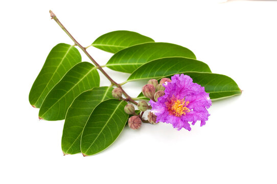 Lagerstroemia speciosa flower isolated on white background.