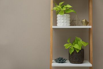 Beautiful houseplants on shelving unit near beige wall. Space for text