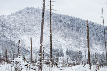 Piękny zimowy widok na panoramę gór Tatry