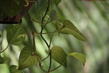 Tree nature green leaf fresh