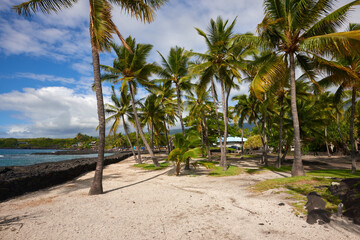 Fototapeta na wymiar Palm trees on the coast of the ocean bay in Hawaii.