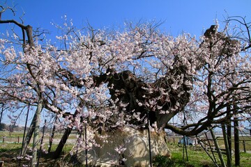 米沢の千歳桜（福島県・会津美里町）