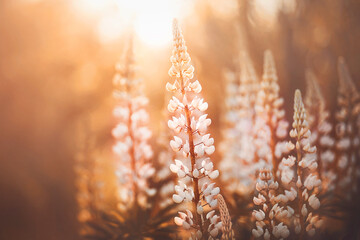 Beautiful delicate fragrant lupine flowers bloomed in the forest, illuminated by the warm rays of...