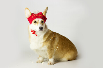 A red corgi dog sits in a Santa hat that opens one of its ears. Isolated on white background