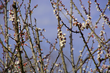 apricot tree in spring with bright pink and white flowers