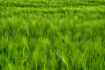 Champ d'avoine à Tremp, Catalogne, Espagne