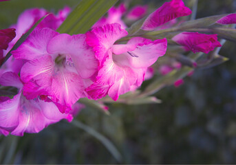 A close up macro shot of a pink gladiolus islated.