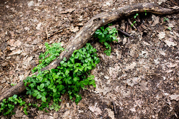 green moss on the ground
