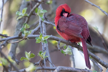Mr Cardinal 4