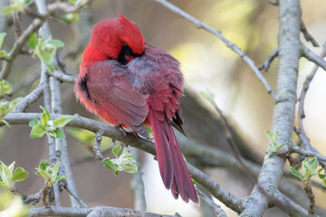 Mr Cardinal 5