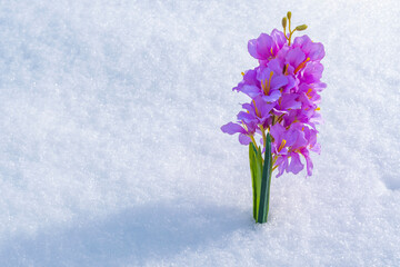 Blue hyacinth flower grows on pure white snow