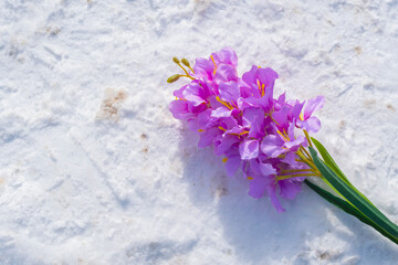 A purple geacinth flower lies on a snow-covered footpath 