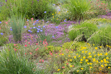 floral background with blooming rock plants, weeds and blue flax flowers