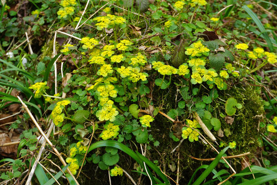 Wechselbl&auml;ttriges Milzkraut, Chrysosplenium alternifolium, alternate-leaved golden saxifrage,