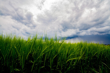 green field and blue sky