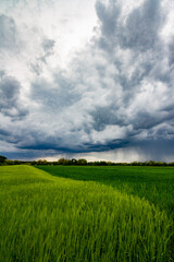 green field and blue sky