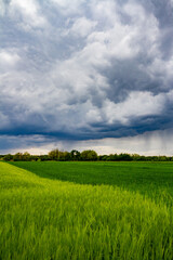 Obraz premium green field and sky