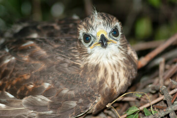 Small falcon in the nest looking at the camera.