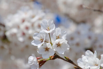 Fototapeta premium 宮川の千本桜・桜アップ（会津美里町）