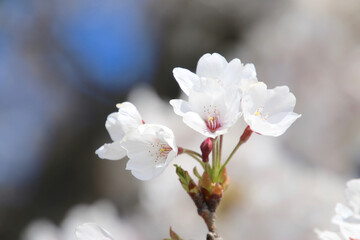 宮川の千本桜・桜アップ（会津美里町）