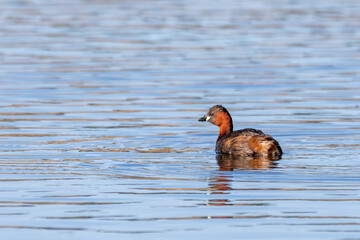 cute small water bird Little Grebe, Tachybaptus ruficollis, swimming on a river hunting for food.