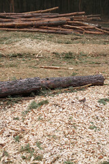 Environment, nature and deforestation - cutting down and felling of trees in a forest