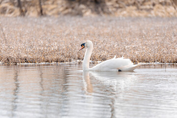 Wild bird mute swan (Cygnus olor) swim in winter on pond on snowy landscape, Czech Republic Europe...
