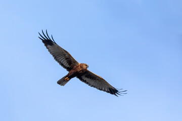Fototapeta na wymiar Marsh Harrier, Circus aeruginosus, Birds of prey landing on the blue sky. Czech Republic, Europe Wildlife