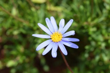 Obraz premium aster flower