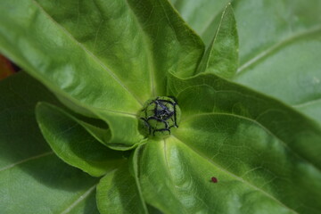 zinnia plant flower bud