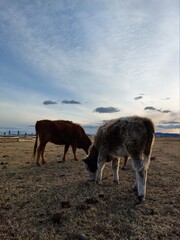 Herd of Cows Grazing on Spring Meadow against Sunset Dawn Sky