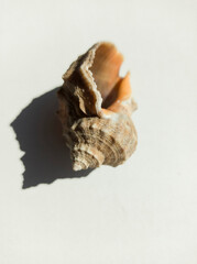 sea shell