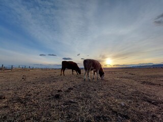 Herd of Cows Grazing on Spring Meadow against Sunset Dawn Sky