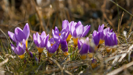 Slightly blurred lilac crocuses lit by the sun among last year's grass are the first spring flowers...