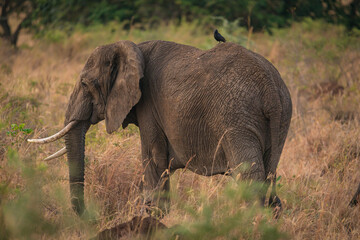 African elephant in the savannah in Murchison National Park, Uganda, Africa