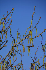 Poplar flowers of the Populus nigra in the spring in the garden