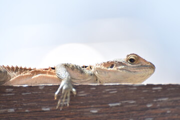 close up of a lizard