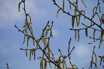 black poplar branches on wood with long hanging flowers