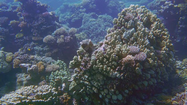 A beautiful coral garden growing at the bottom of the Red Sea.